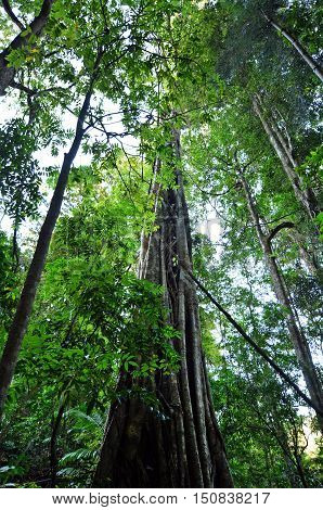 Springbrook National Park - Queensland Australia