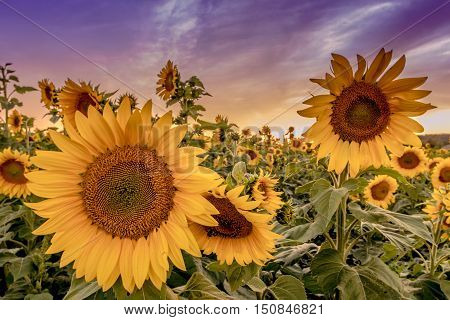 Sunflower closeup at sunset under beautiful sky in Autumn