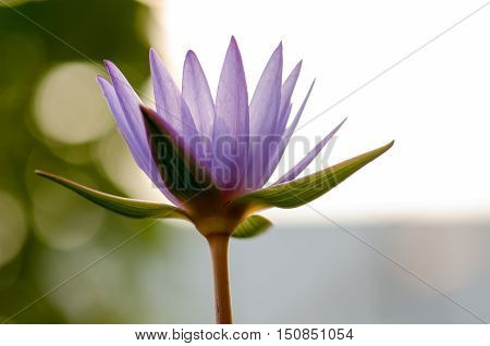 Lotus purple blur light morning.Lotus bloom in the morning sun and light fog.