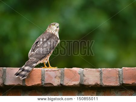 Immature Coopers Hawk standing on backyard brick fence. Natural green background with copy space.