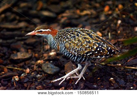 Buff-banded Rail Profile Side View