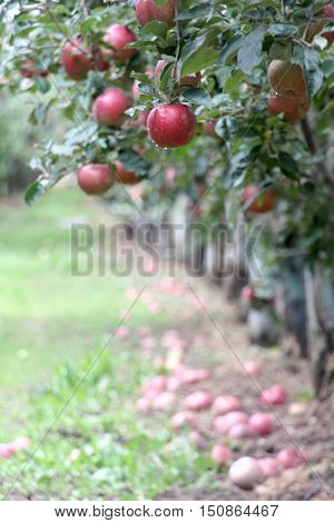 Apple Orchard ready for harvest. Mornig shot after the rain. shallow dof,