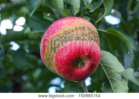 Apple Orchard ready for harvest. Mornig shot of an apple with ring caused by frost during blooming