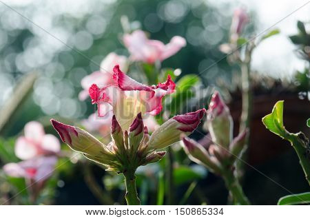 Azalea flowers blooming white color Phu Echea guard and sun.