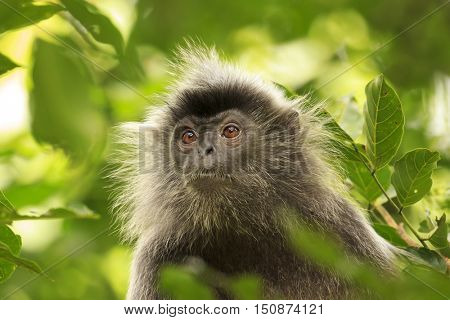 Monkey in forest. Silvery Lutung monkey. Silvered leaf Langur monkey