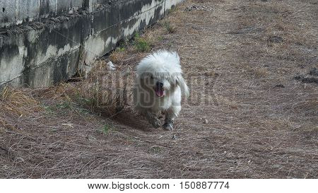 White dirty dog run toward camera in day time