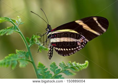 Tropical butterfly dido longwing on the leaf.