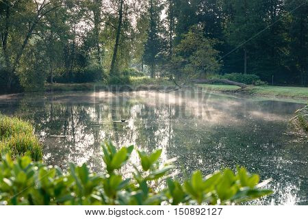 Early morning nature scene of pond and trees in park Vaassen Gelderland The Netherlands
