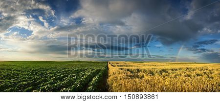 Beautiful agricultural panorama of wheat crops and sunflower plants divided in half with rainbow executed on Titel Hill Serbia.