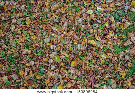 autumn colorful fallen tree leaves in the grass field
