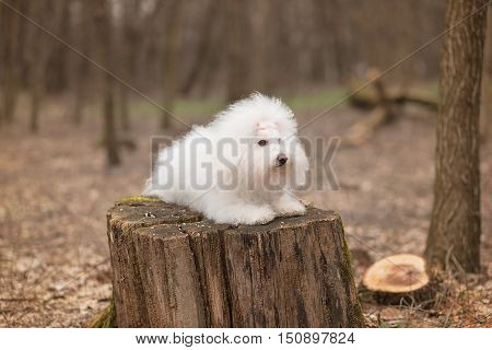 Portrait Of A Bichon Havanese Dog