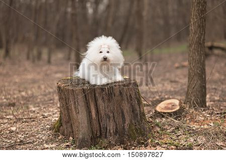 Portrait Of A Bichon Havanese Dog