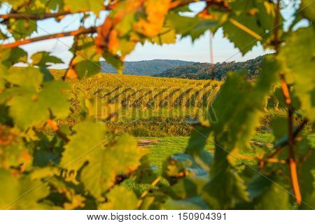 Vineyard in Daruvar region, Croatia, autumn landscape, view through the vineyard leafs, selective focus