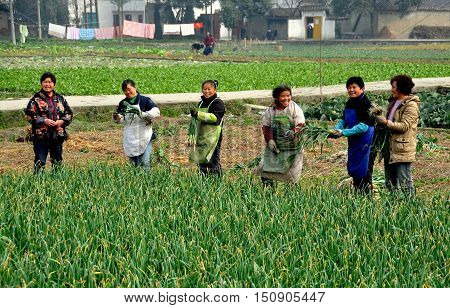 Pengzhou, China - Feburary 7, 2010: Women standing in a field harvesting fresh garlic greens on a Sichuan province farm.