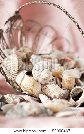 seashells in piala for decor on a pink background