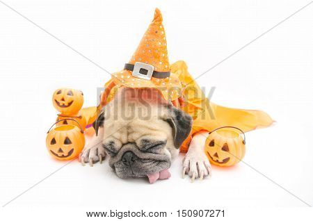 Cute Pug Dog sleep rest and tongue sticking out with Happy Halloween day and pumpkin concept