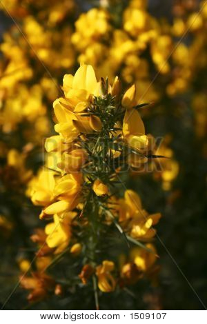 Yellow Gorse 
