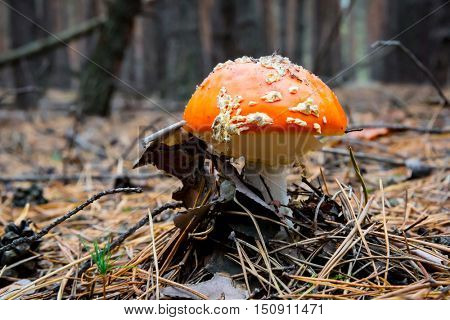 fly agaric mushroon in autumn forest