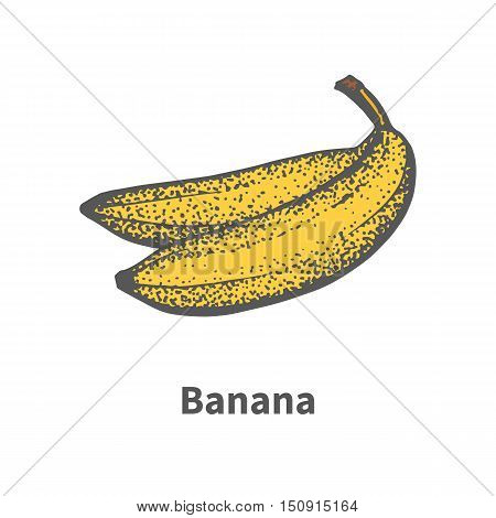 Vector illustration doodle sketch hand-drawn ripe yellow banana. Isolated on white background. The concept of harvesting. Vintage retro style.