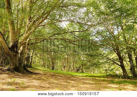 Sant Antonio woods in Pescocostanzo - Italy