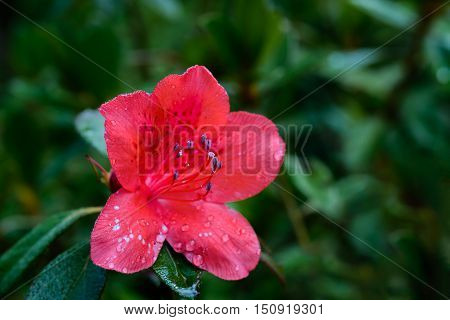 Rhododendron Arboreum Flower