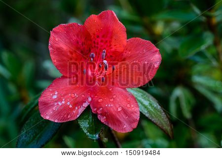 Rhododendron Arboreum Flower