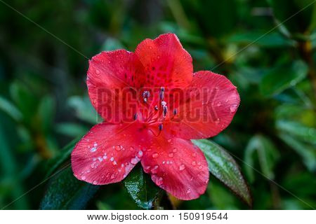 Rhododendron Arboreum Flower