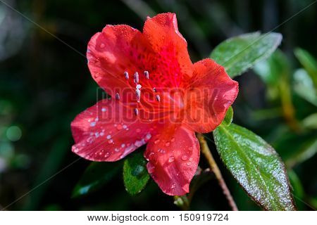 Rhododendron Arboreum Flower