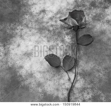 Gray flower on dark background - condolence card