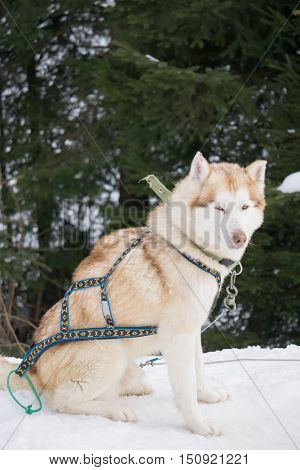 one dog Husky sitting on snow alone ready for dogsled run