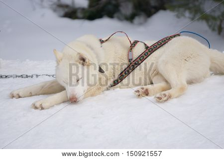one dog Husky white rest on a snow alone ready for dogsled run
