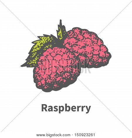 Vector illustration doodle sketch hand-drawn ripe juicy red raspberry with green leaf. Isolated on white background. The concept of harvesting. Vintage retro style.