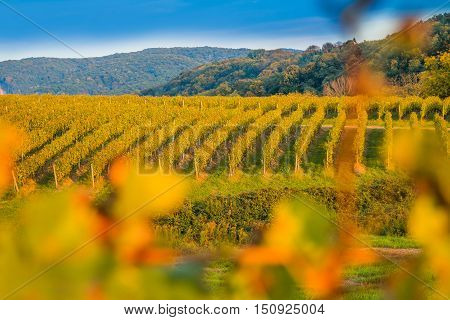 Vineyard in Daruvar region, Croatia, autumn landscape, view through the vineyard leafs, selective focus