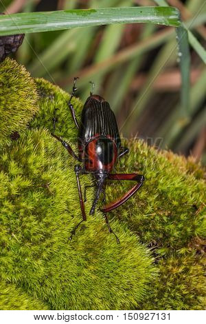 Wild Snout Beetle on the green moss