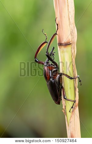 Wild Snout Beetle eating on the plant