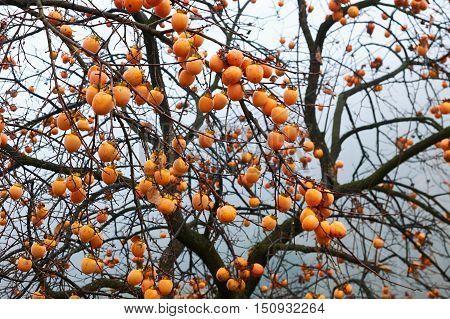 persimmon tree full of fruit photographed in autumn with intentional blur