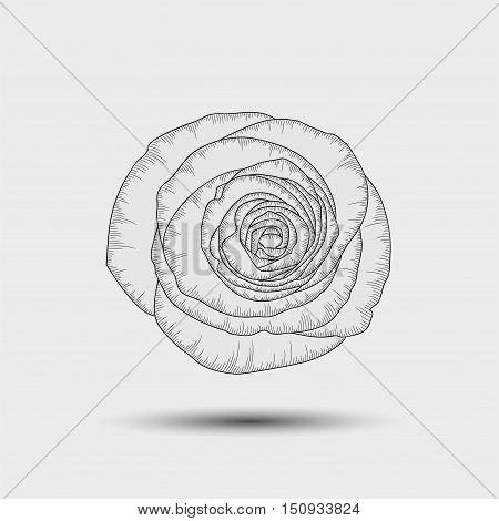 Monochrome hand-painted flower rose. Element for design.