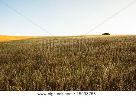 Wheat field at sunset with a lone tree at background
