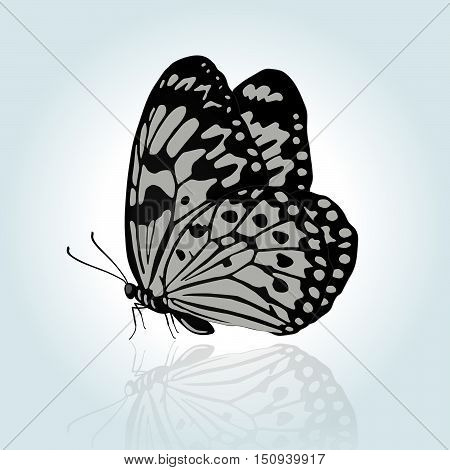 Vector hand drawing butterfly. Element for design.