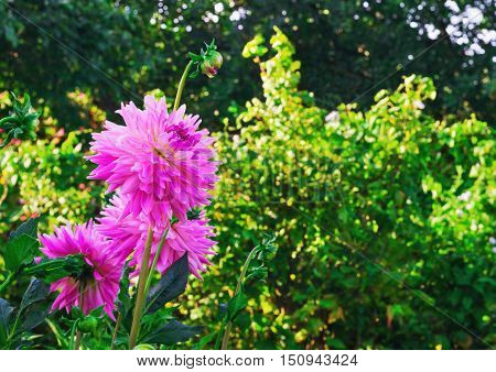 Bouquet of pink aster flowers green trees the buds of pink asters background space for text