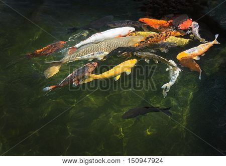 Karp Fish In Pond