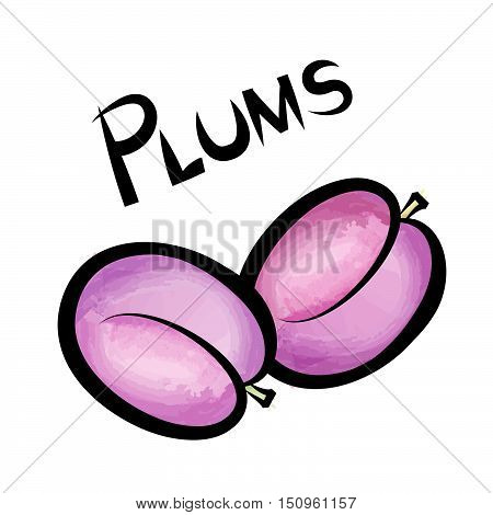 Pulms isolated. Plum fruit label design. Hand drawn watercolor berry set. Vector illustration  with lettering