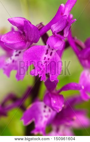 Early Purple Orchid Flowers – Orchis Mascula