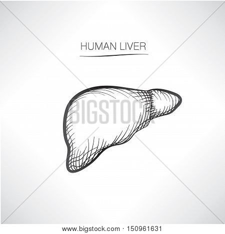 Human liver iolated. Internal organ icons sketch