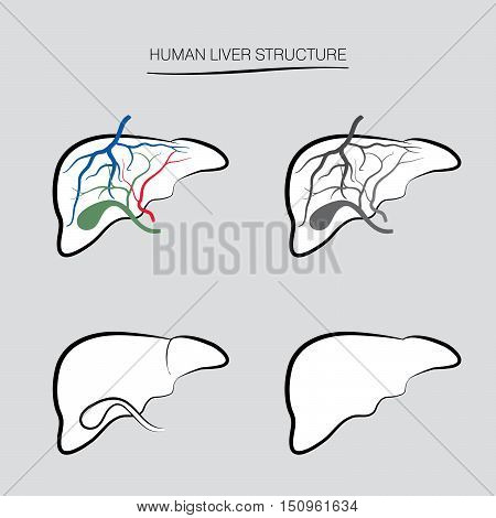 Human liver structure. Human internal organ icons set. Anatomy sign collection