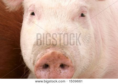 Porco
