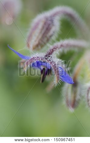 Borago Officinalis  Macro