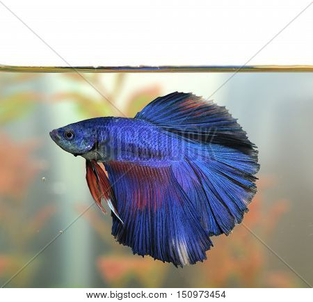 betta fish Aquarian fish swims in aquarium water