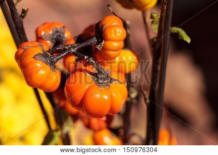 Pumpkin tree scientifically known as Solanum integrifolium is a plant that looks as if it is growing miniature orange pumpkins.