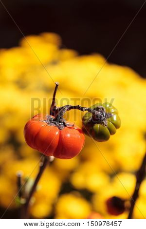 Pumpkin tree scientifically known as Solanum integrifolium is a plant that looks as if it is growing miniature orange pumpkins.